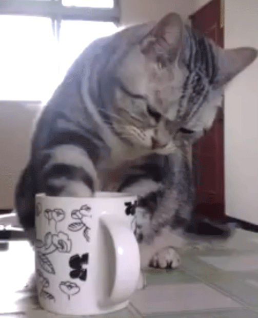 cat tea