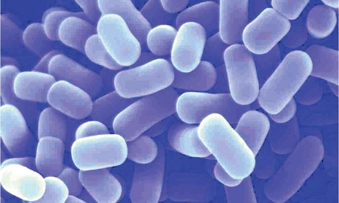 Lactobacillus Helveticus